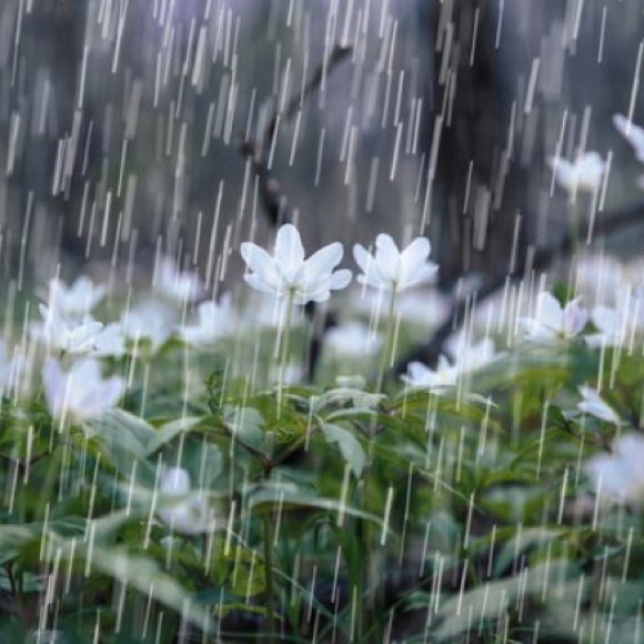 Meet your Posher, Victoria - Picture 1 of 1